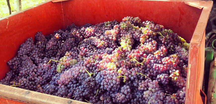 Azienda Vinicola Azienda Vinicola