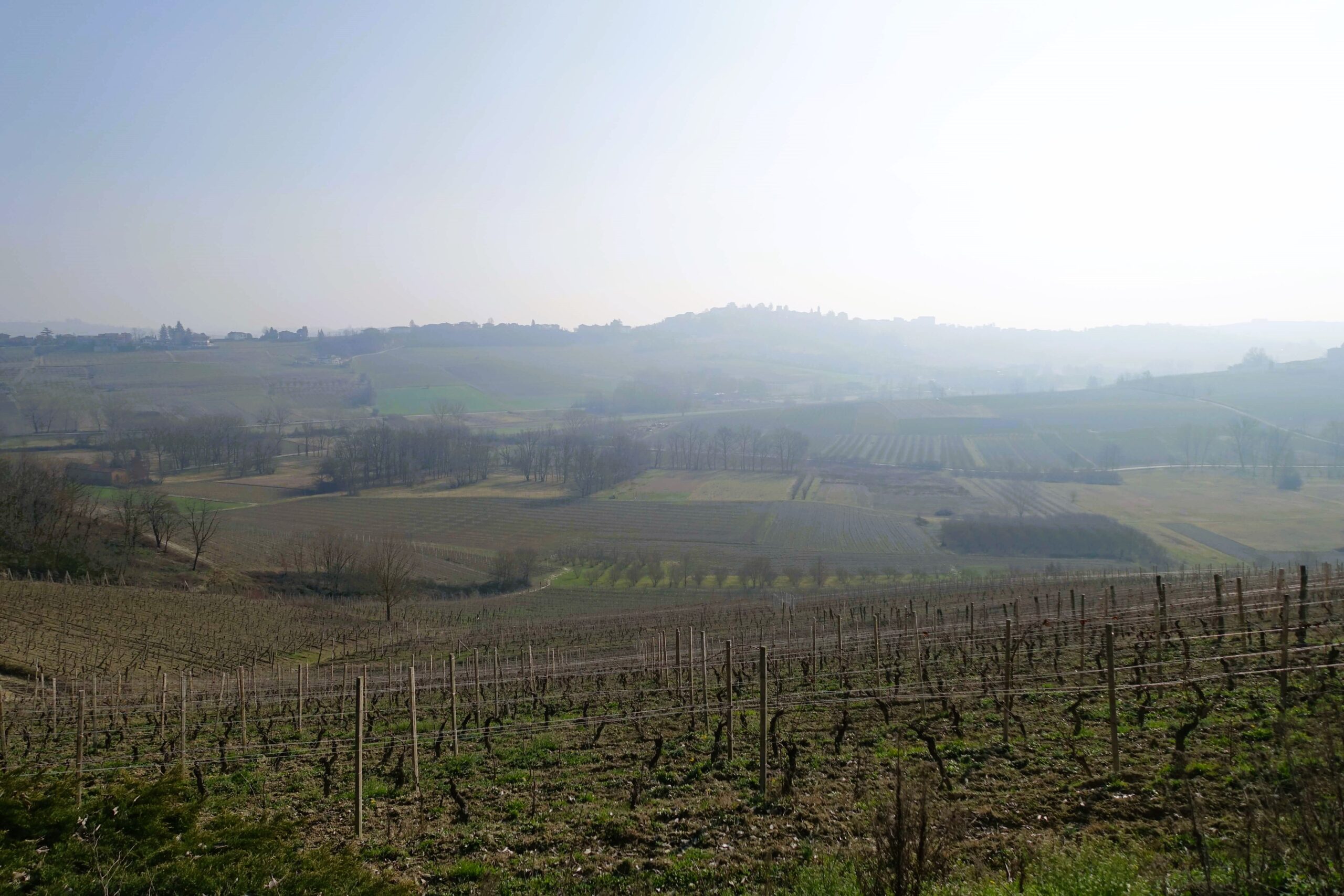 Panorama con vigneti. Panorama con vigneti.