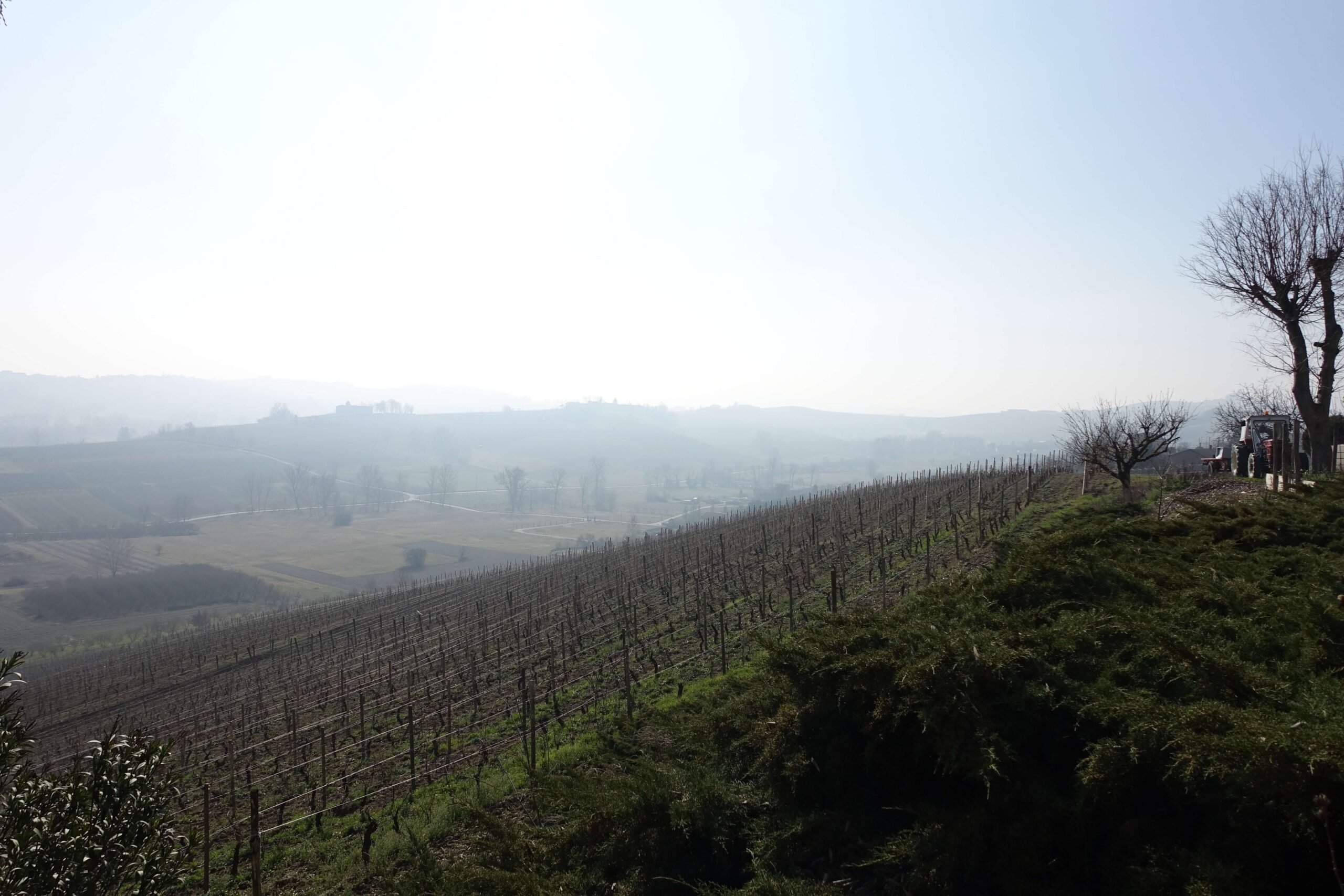 Panorama con vigneti. Panorama con vigneti.