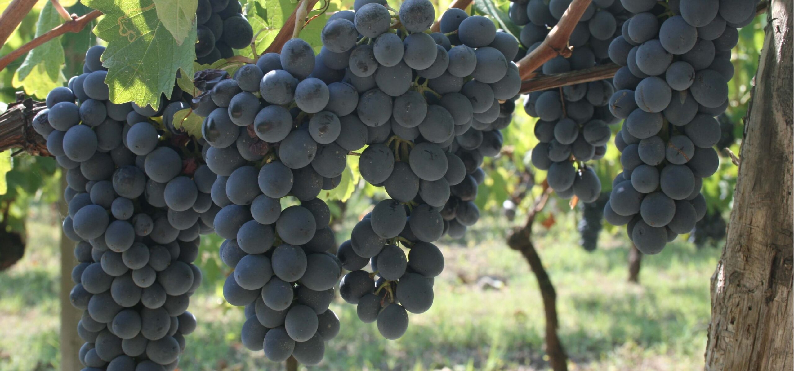 Lussuoso Casale Lussuoso Casale