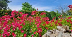 Langhe: Spettacolare Proprietà Langhe: Spettacolare Proprietà