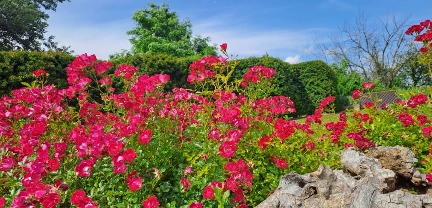 Langhe: Spettacolare Proprietà Langhe: Spettacolare Proprietà