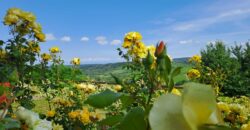 Langhe: Spettacolare Proprietà Langhe: Spettacolare Proprietà