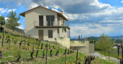 Tra i vigneti di Monforte d’Alba